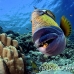 triggerfish_titan_bro_b_ni_h_0570_egy1045.jpg